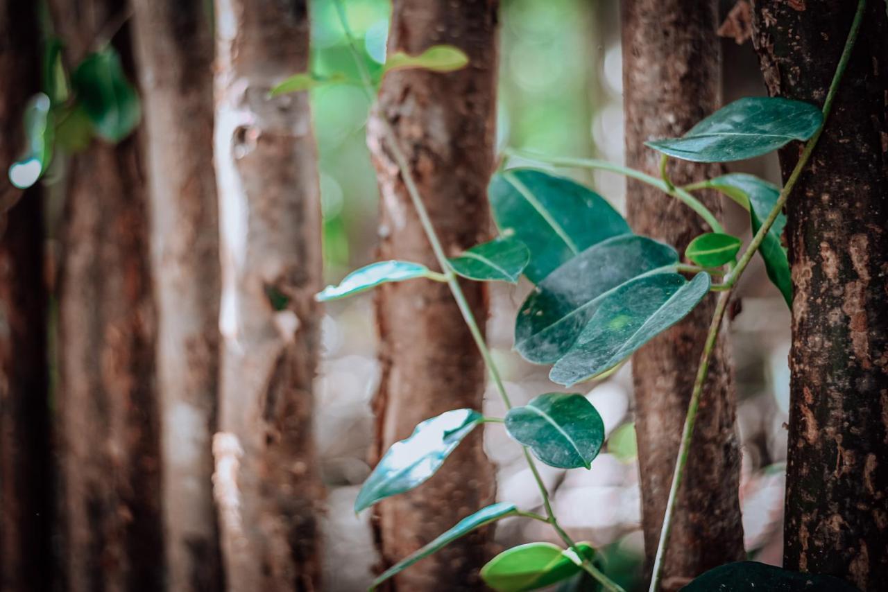 Lunita Jungle Experience Hotel Puerto Morelos Kültér fotó